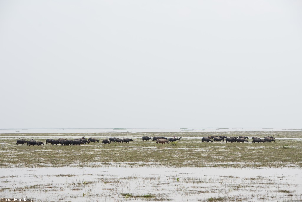 Water buffaloes walking just in front of Moeyungyi Wetland Resort 