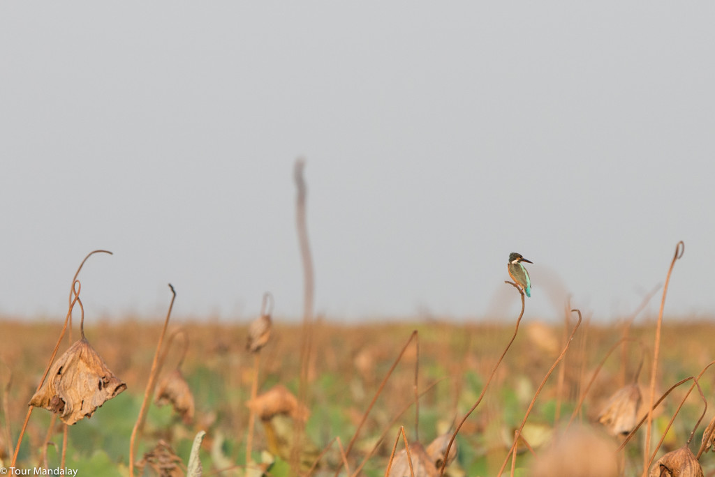 A Kingfisher perched on a dried out reed in Moeyungyi