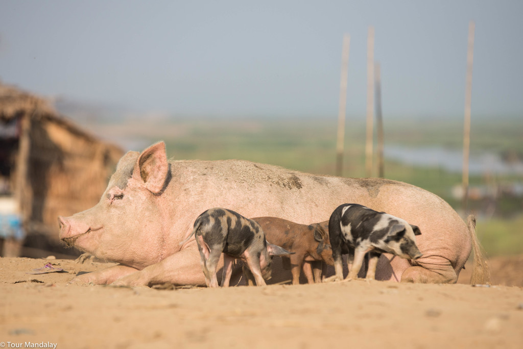 A mother pig feeds her babies in a village close to Moeyungyi