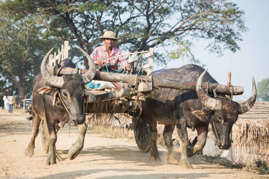 An oxcart makes its way to a field close to the banks of Moeyungyi
